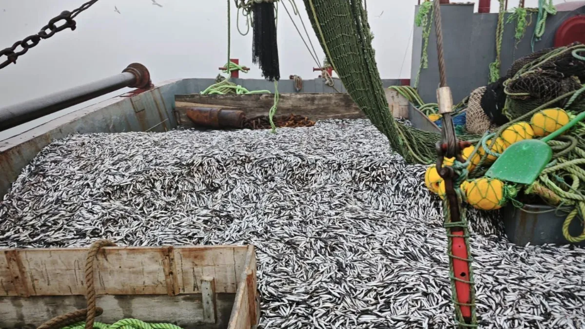 Samsun’da 1 milyon 843 bin 550 kilo hamsi denetlendi