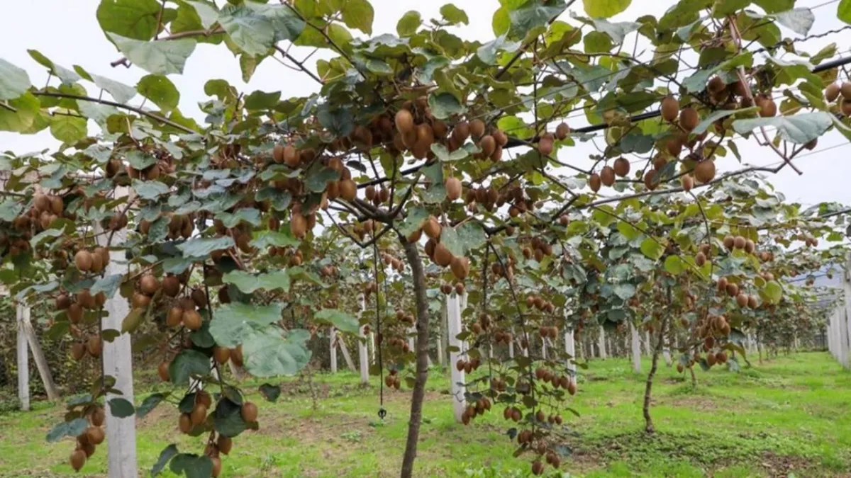 Ordu'da kivi hasadına başlandı