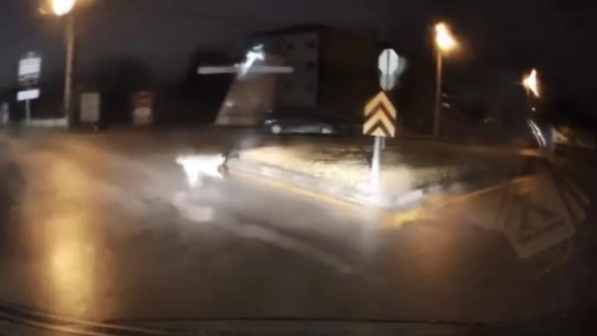 Köpeklerin kovaladığı kişiyi aracına alarak kurtardı 