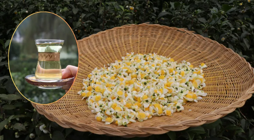 ÇAYMER, bu yıl 50 kilogram çiçek çayı üretti