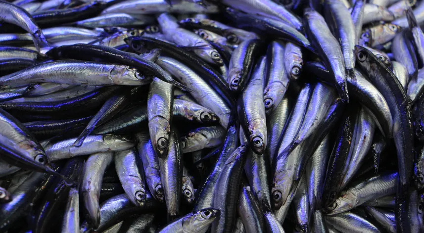 Hava soğudu, balık tezgahları hamsi ile doldu