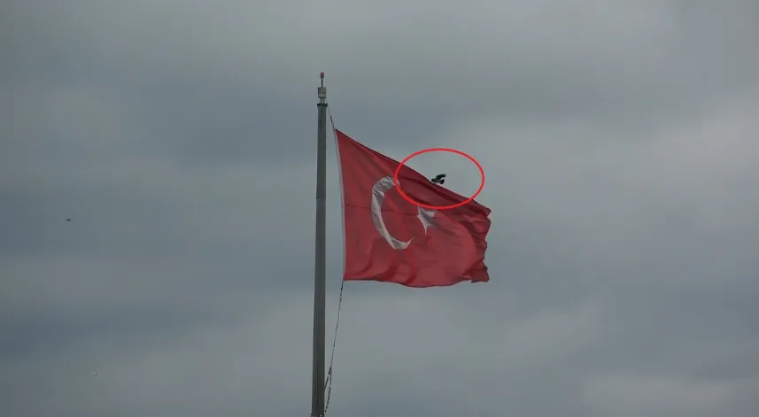 Karganın Türk bayrağı inadı