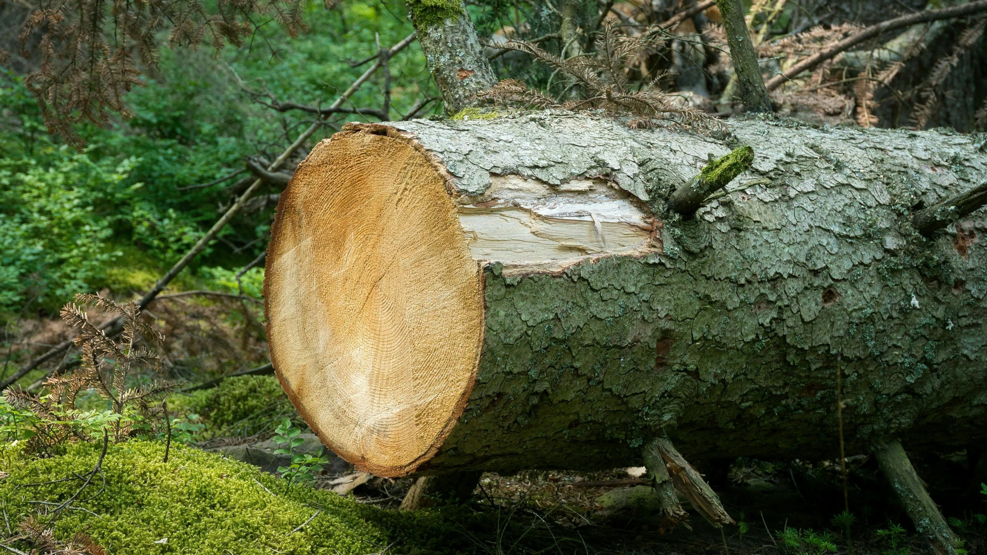 Bolu'da kestiği ağaç üzerine düşen kişi öldü