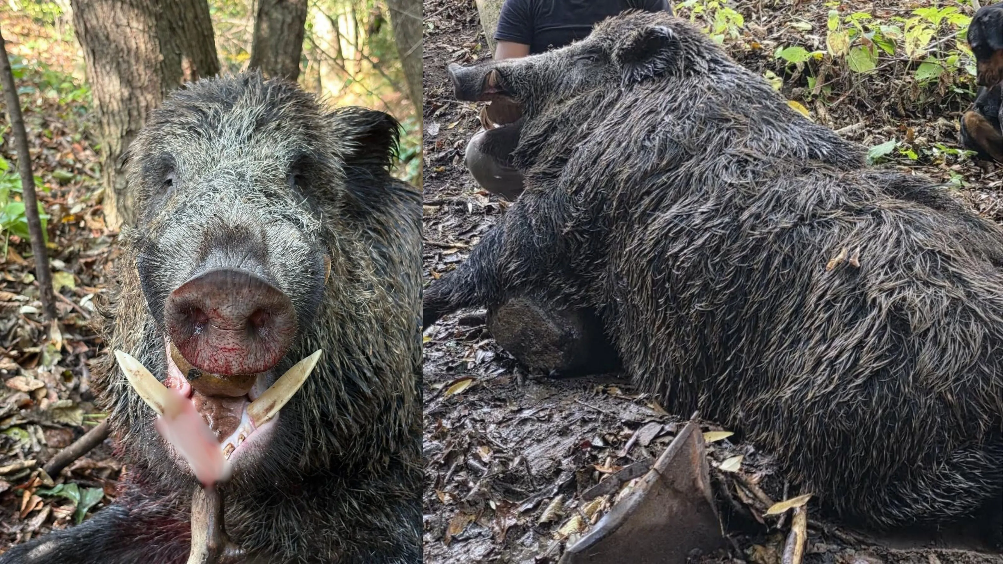 Rize'de 300 kiloluk yaban domuzu avlandı