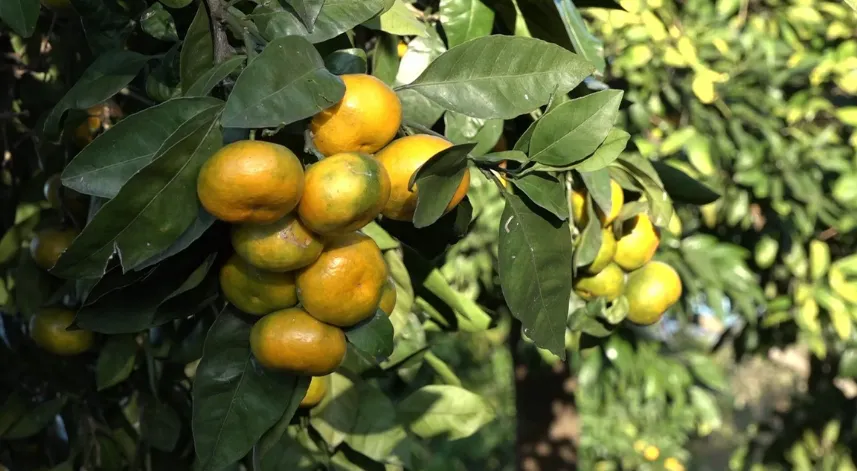 Rize’nin meşhur mandalinasında hasat zamanı başladı