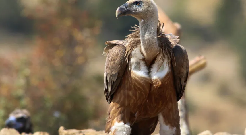 Dünyada sadece 3 yerde görülen doğa olayı: Akbabaların yiyecek döngüsü