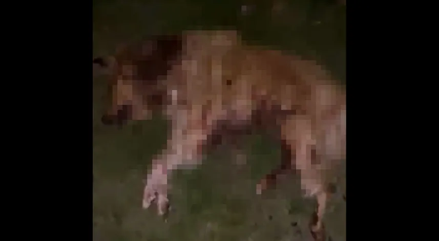 Samsun’da 9 köpek tabanca ile vurularak öldürüldü, Valilik açıklama yaptı