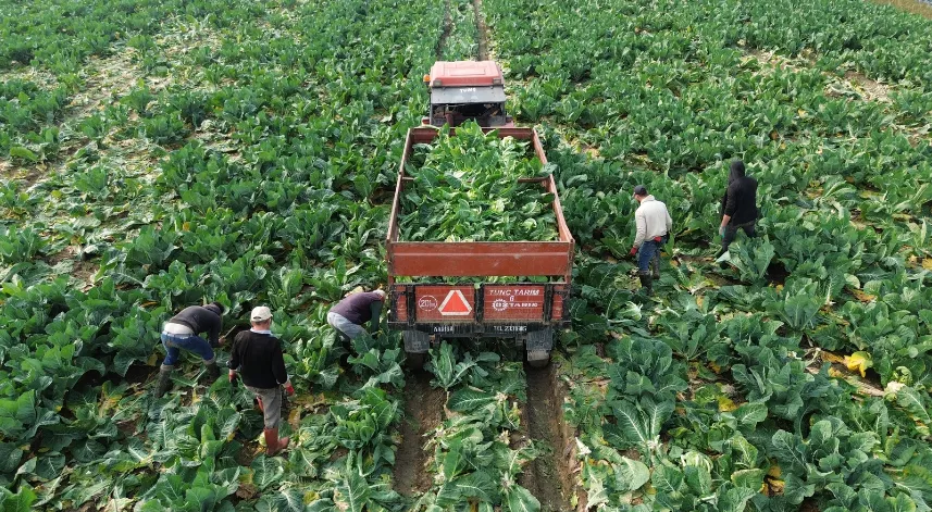 Bafra Ovası'nda karnabahar hasadı başladı