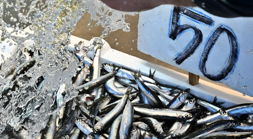 Trabzon'da hamsinin kilogramı 50 liradan satılıyor