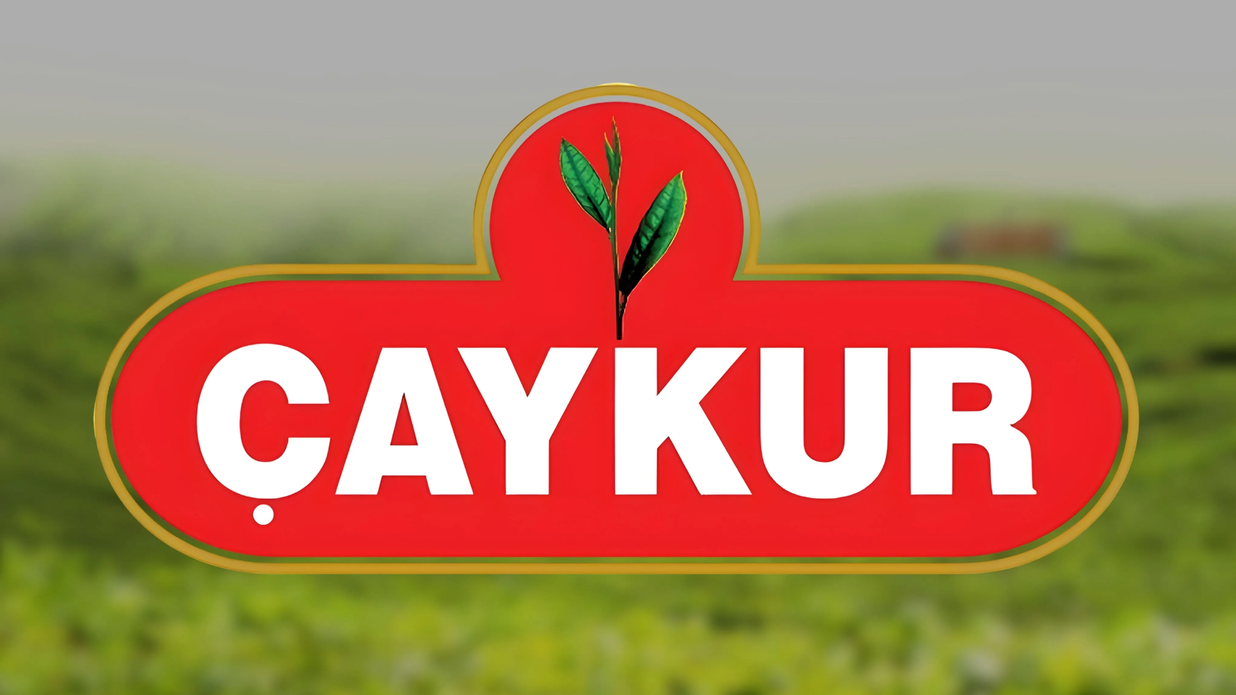 ÇAYKUR, Ekim Ayı Yaş Çay Bedellerini Üreticilerin Hesaplarına Aktardı