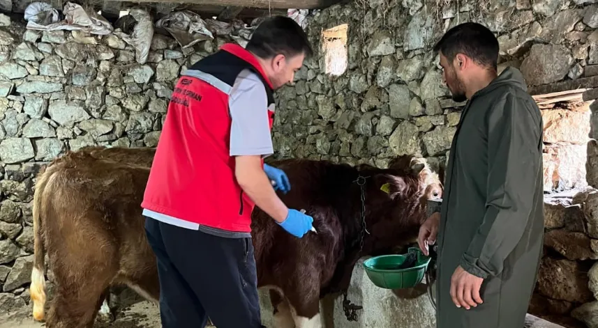 Giresun’da 450 binden fazla hayvan aşılandı