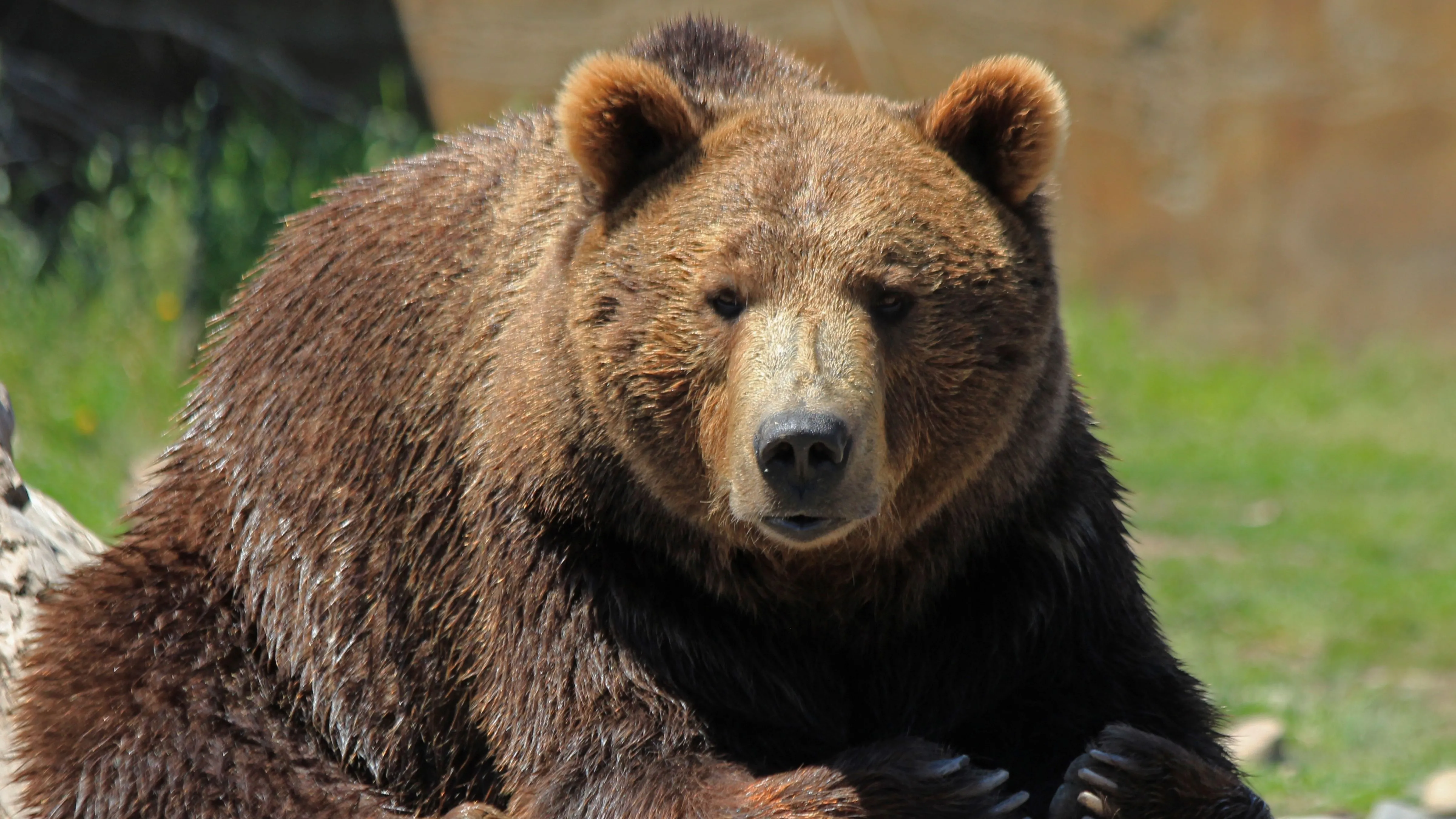 Rize'de ayı için sürek avı başlatıldı