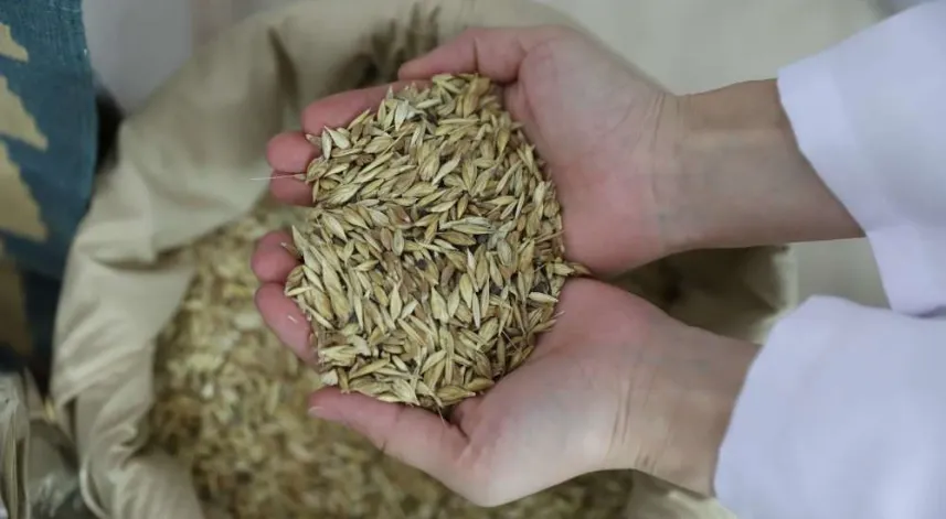 Bölgenin değeri: Ardahan Kavılcası