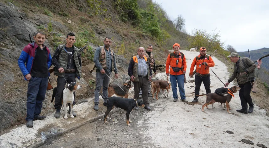 Samsun'da domuz alarmı: Avcılığa