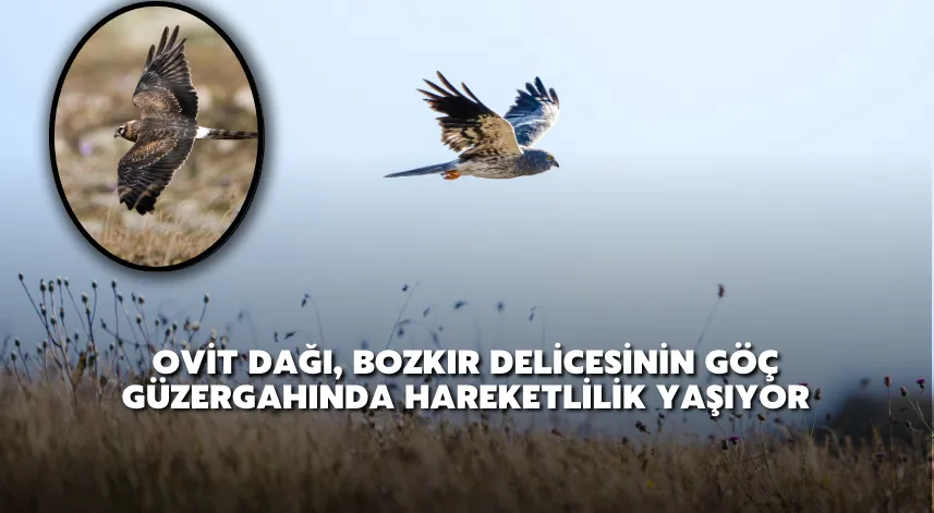 Ovit Dağı, bozkır delicesinin göç güzergahında hareketlilik yaşıyor