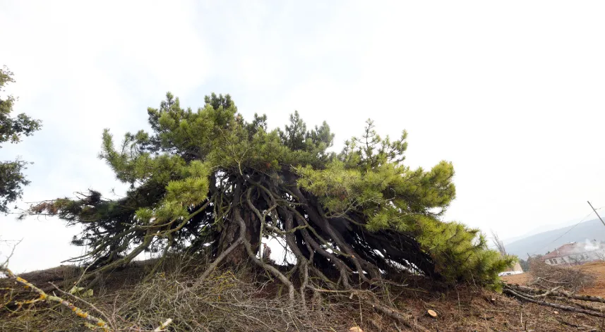 Dalları aşağıya doğru uzanan çam ağacı şemsiyeyi andıran görüntüsüyle dikkat çekiyor