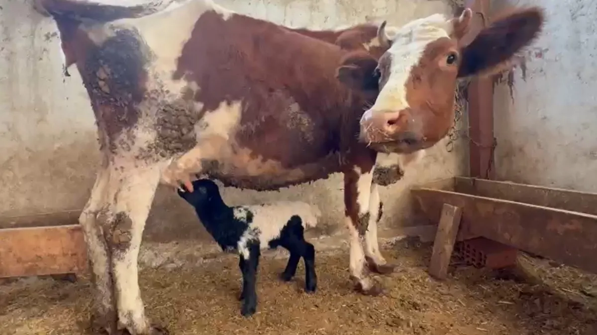 Tokat’ta annesi ölen kuzuyu inek emziriyor