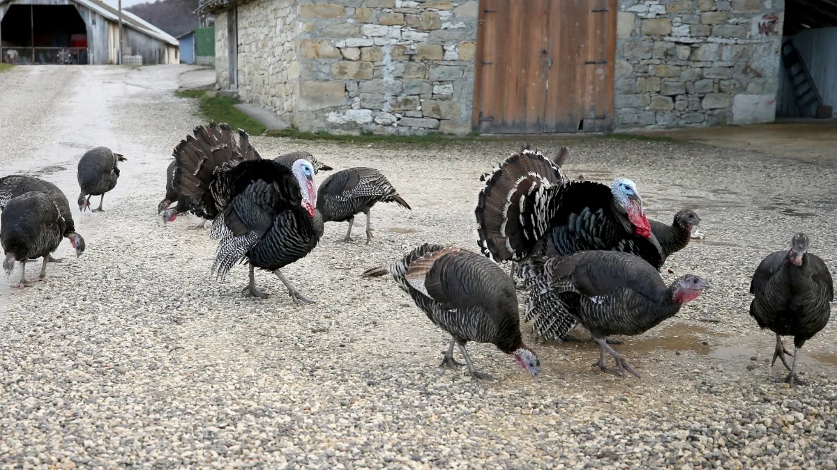 Doğal ortamda beslenen Eflani ve Kandıra hindileri yılbaşı için satışa hazır