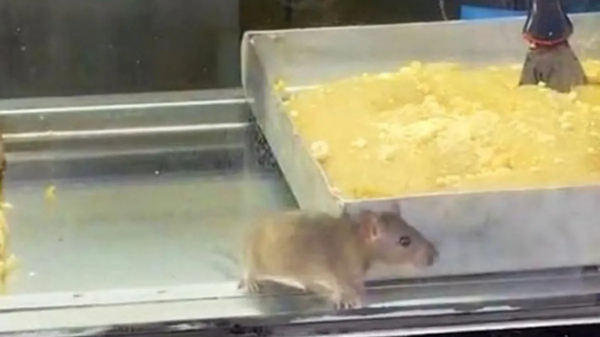 İzmir'den iğrenç görüntü: Börek tezgahlarında fare cirit attı