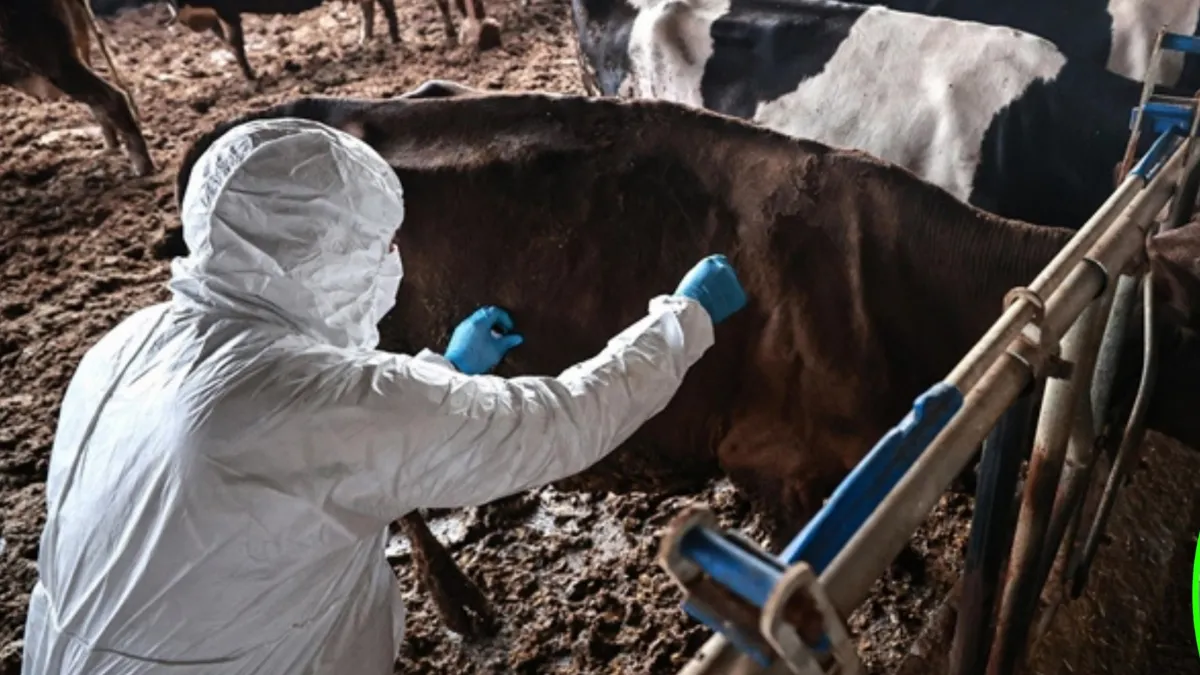 Bolu’da 1 aylık şap karantinası sona erdi