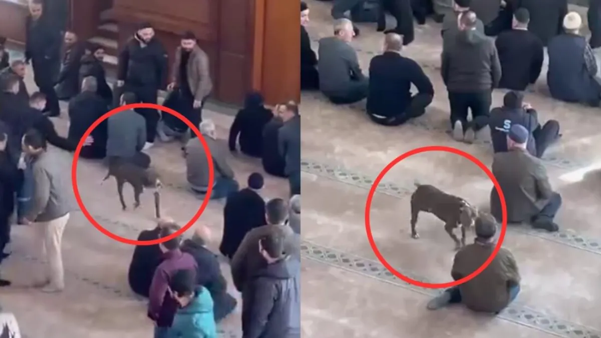 Cuma namazında pitbull paniği!