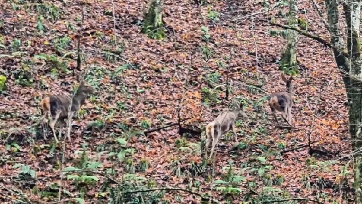 Yedigöller'de ormanda gezinen geyikler kamerada