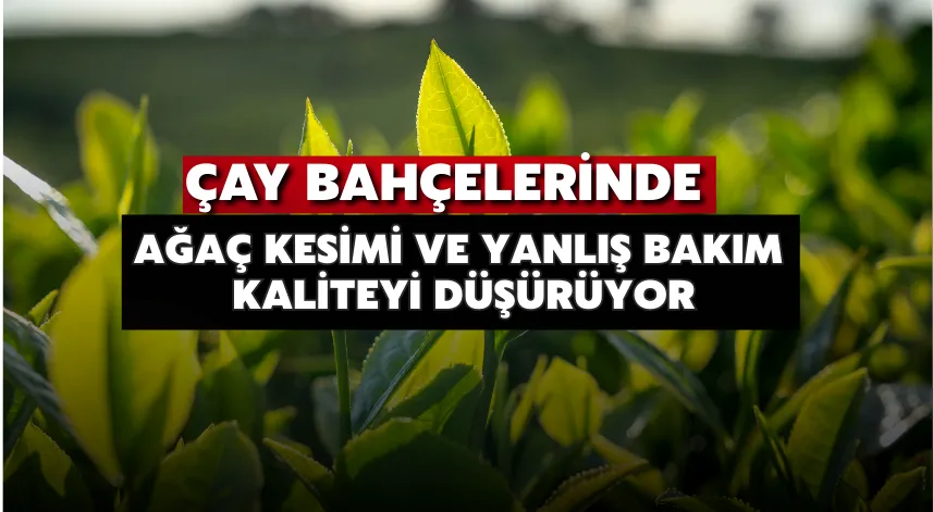 Çay Bahçelerinde Ağaç Kesimi ve Yanlış Bakım Kaliteyi Düşürüyor