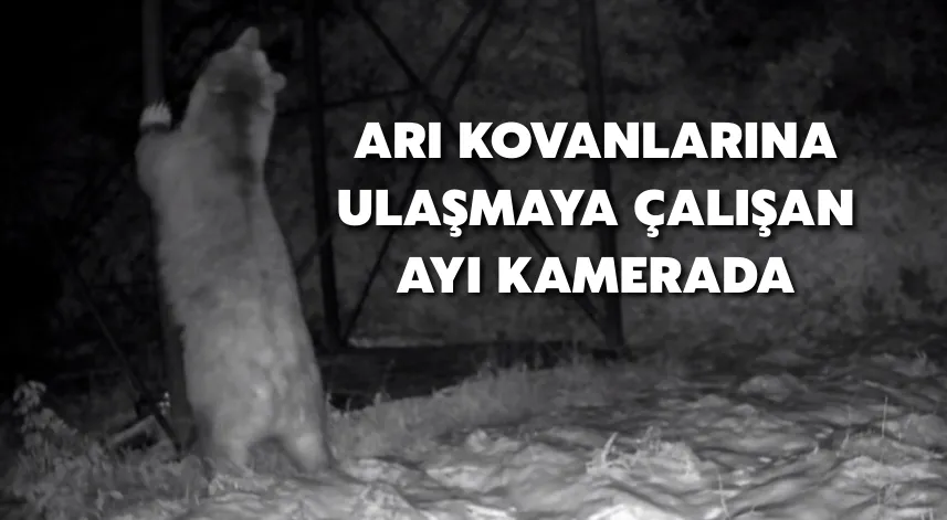 Arı kovanlarına ulaşmaya çalışan ayı kamerada