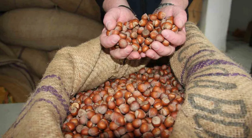 Giresun'da fındık fiyatı yılbaşına günler kala yükselişe geçti