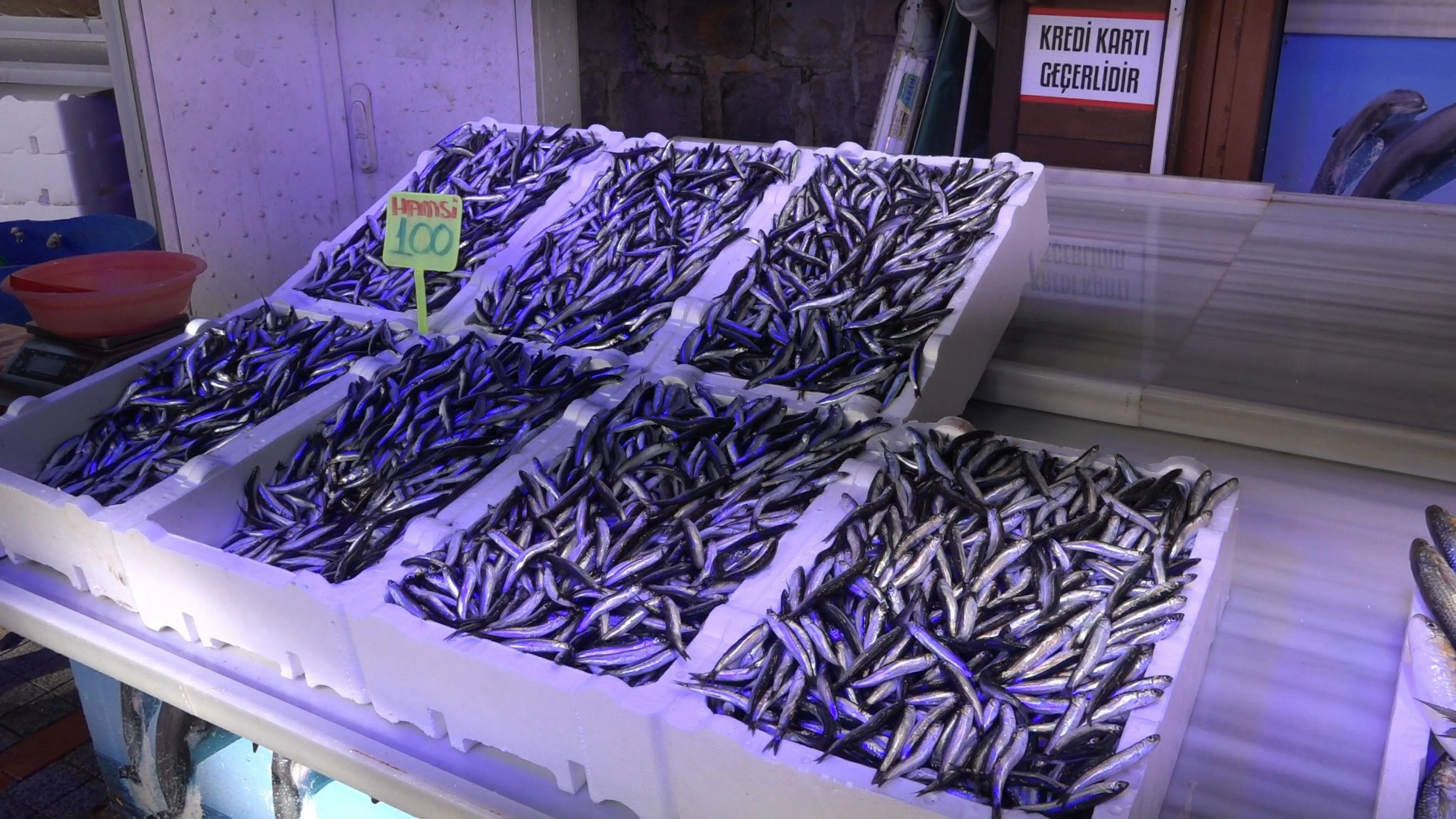 Bilim insanlarından çarpıcı uyarı: Karadeniz’de hamsinin geleceği tehlikede