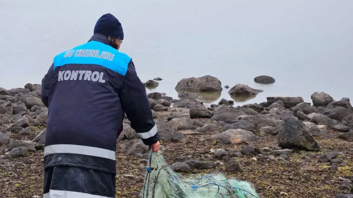Kaçak ağa takılan 105 sazan canlı kurtarıldı