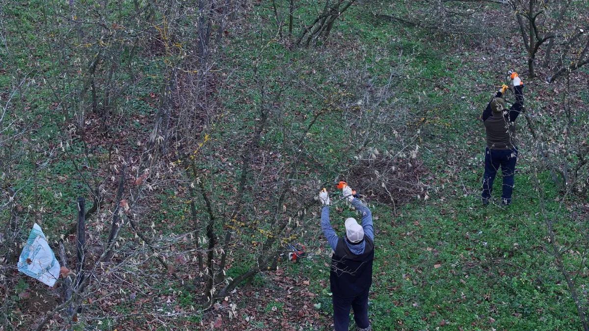 Uzmanlar kahverengi kokarcayla mücadelede yarasaları kullanacak