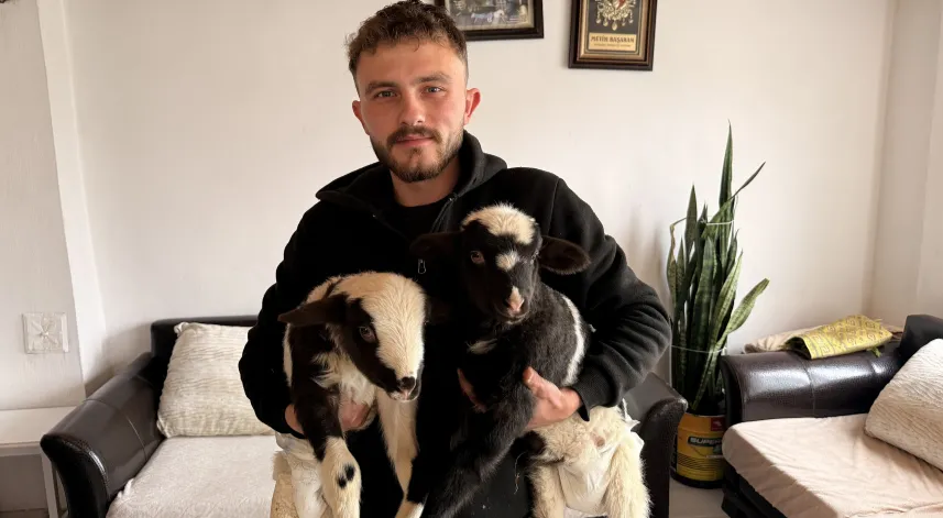 Biri ayağı kırık iki kuzusunu evinde özenle bakıyor