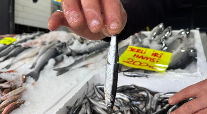 'Karadeniz’de yoğun av baskısı sonucu hamsi Gürcistan’a göç etti