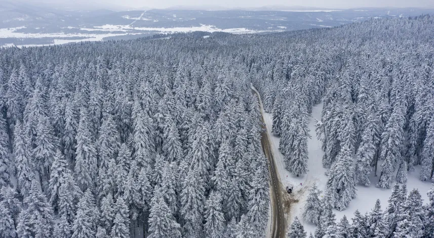 Bolu'da karla kaplı çam ağaçları havadan görüntülendi