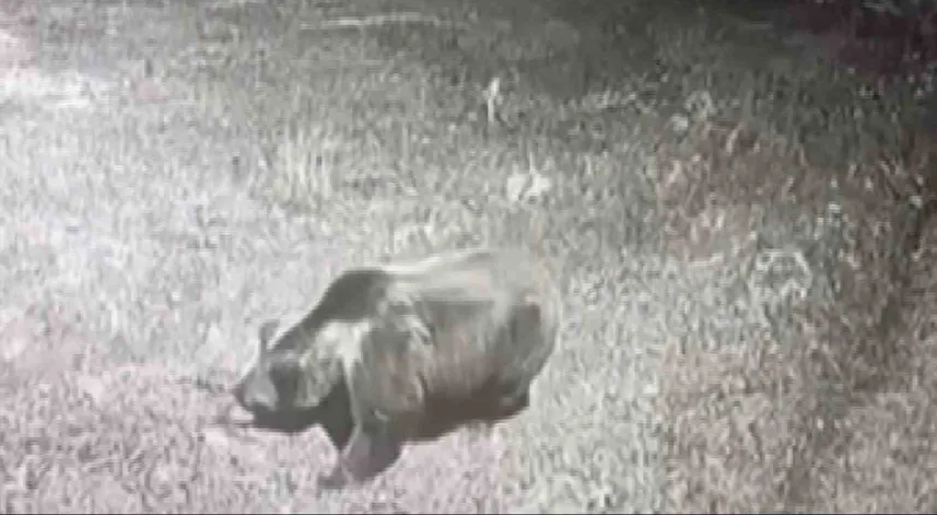 Kış uykusuna yatmayan ayıya bakın nasıl seslendi!