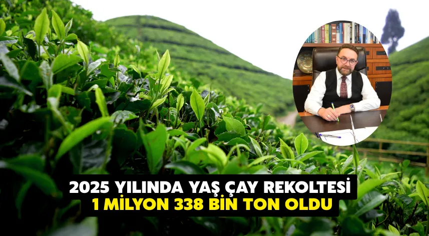 2025 yılında yaş çay rekoltesi 1 milyon 338 bin ton oldu