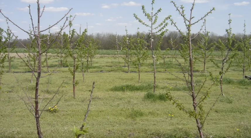 'Arazide en fazla zararı ilkbahar donu verir'