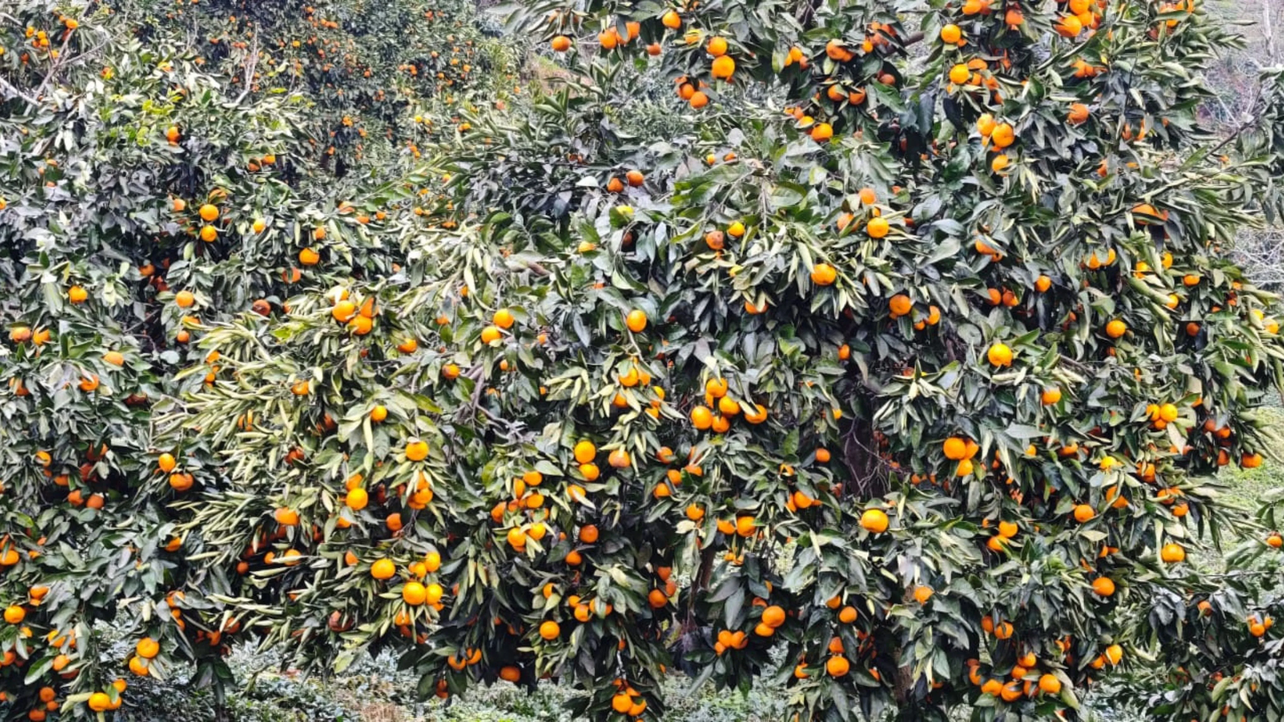 Rize’de mandalina hasadı devam ediyor