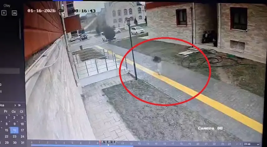 Karne almaya giderken sokak köpekleri peşine takılınca apartmana sığındı