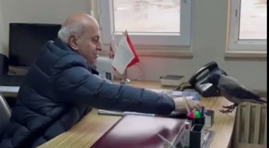 Belediye başkanı, odasına giren kargayı besledi