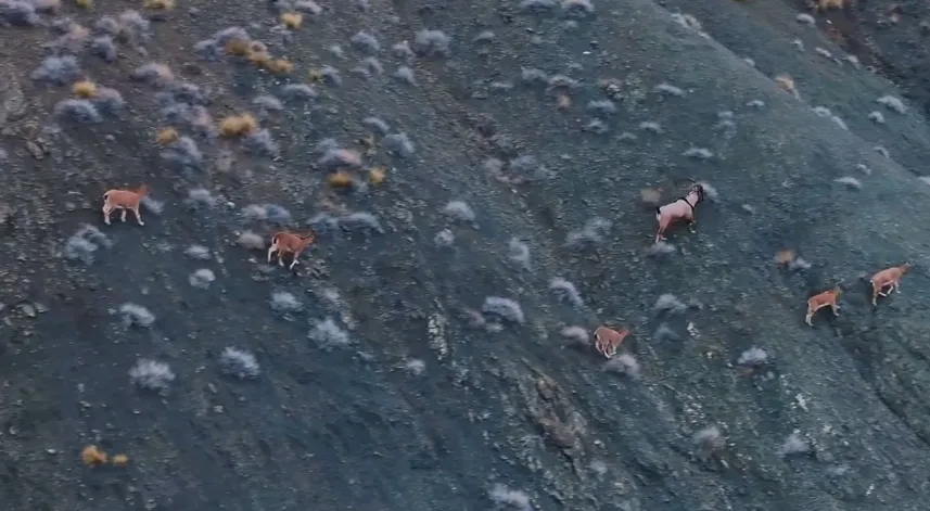 Giresun’un dağlarındaki yaban keçileri mercek altında