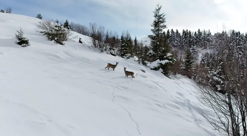 Yiyecek arayan karacalar Kulakkaya Yaylası’nda görüntülendi