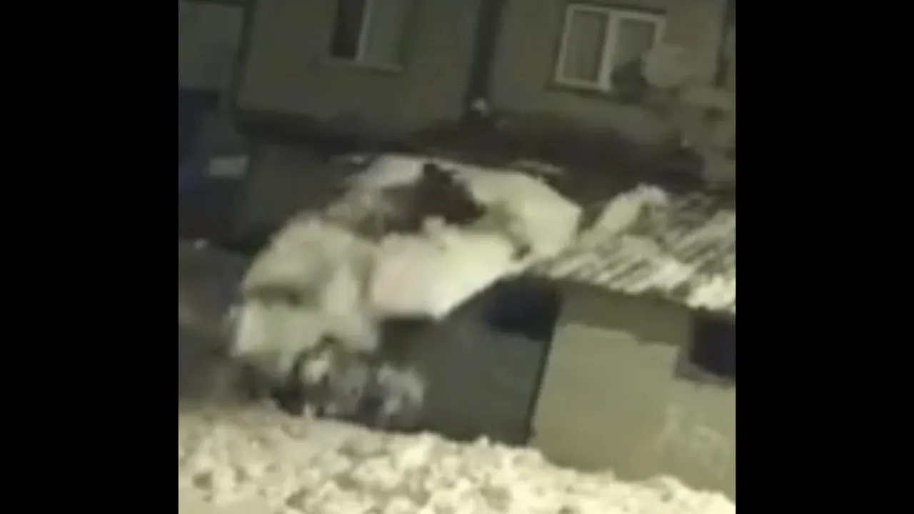 Kar kürerken çatıdan düştü; o anlar kamerada