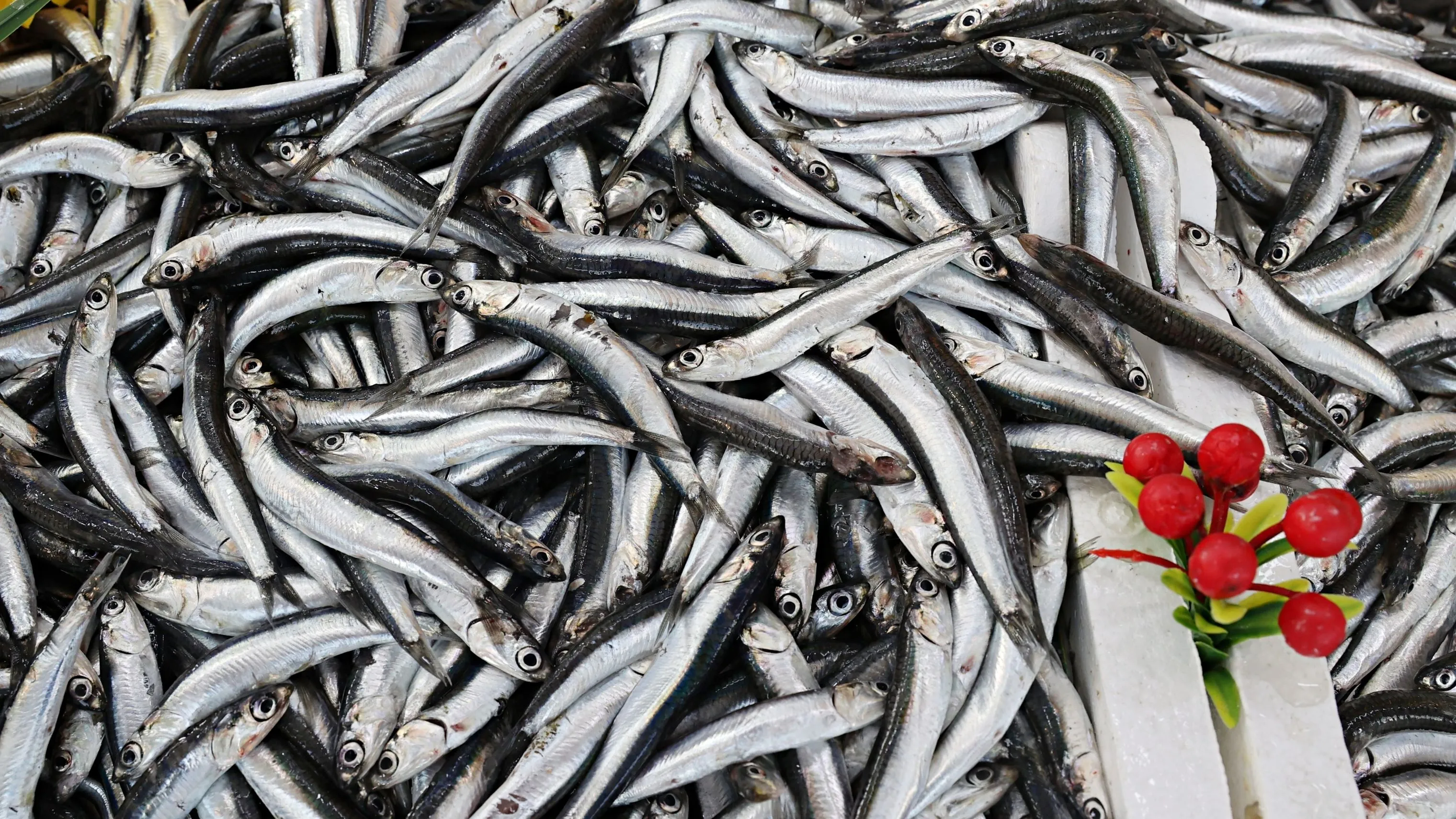 Samsun'da fırtına sonrası hamsiler tezgahlara geri döndü