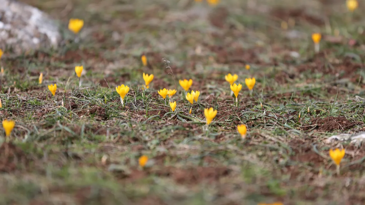 Karabük'te çiğdemler erken çiçek açtı
