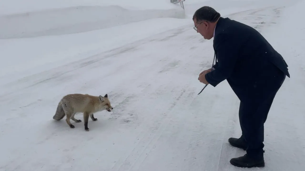 Belediye başkanı karlı yolda aç kalan tilkiyi eliyle besledi