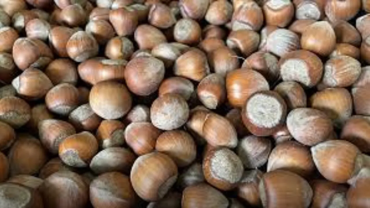 Ordu'da fındığın katma değerinin arttırılması için protokol imzalandı