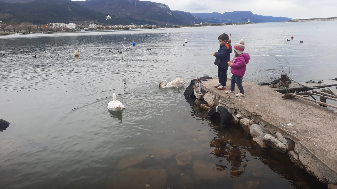 Cide sahilini mesken tutan kuğular ilgi odağı oldu