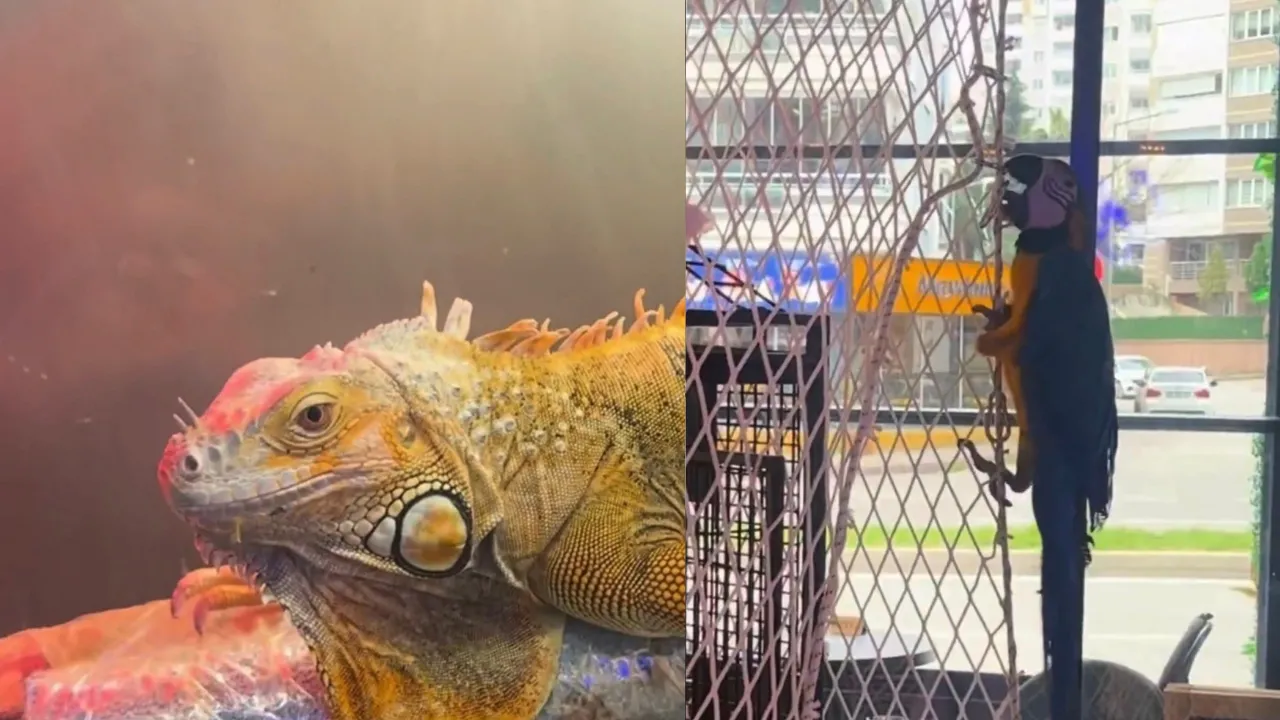 Koruma altındaki 3 hayvan, Samsun’da ele geçirildi